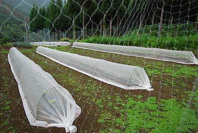 野菜たちは、順調に育っています。