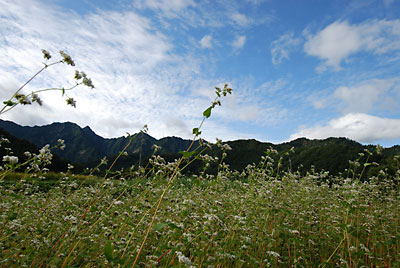 風がさわやかになってきました。