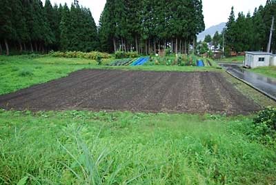 昨日、探してきたワラビの優良根は、この畑に植えて実験します。