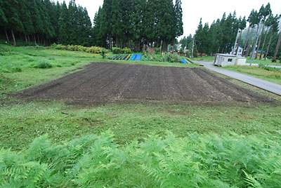 ワラビを仮植えした畑の回りの草刈りをしました。