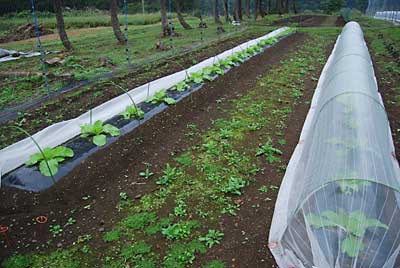 防虫アミを外して、点検してみました。