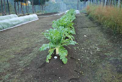 大根も大きくなってきました。