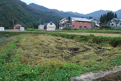 刈り取りの終わった蕎麦畑の耕耘前です。