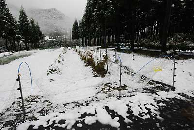 午前中、畑の除雪をしました。