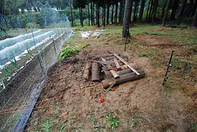 タヌキ対策に張った電牧線が効果を発揮してくれたようです。