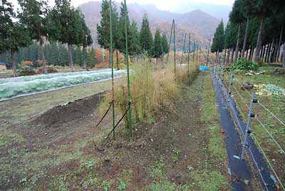 雨が降る前に早朝からアスパラ畑の片付けをしました。