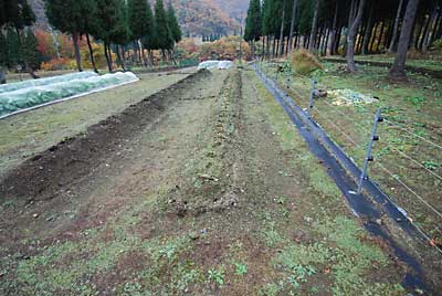 何とか雨が降る前になんとか片付きました。