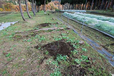 エビ殻イチゴの苗を２本植えました。