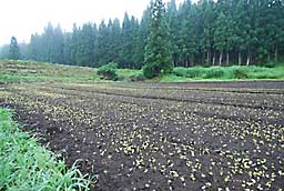 秋蕎麦が一斉に発芽