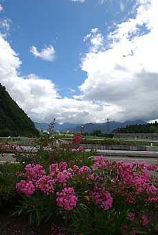 サルスベリが夏の予感