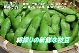 朝採りの新鮮な枝豆販売