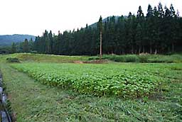 蕎麦畑の廻りの草刈り