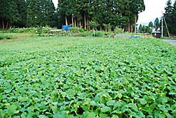 今朝の蕎麦畑