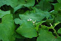 蕎麦の花が咲き始めました