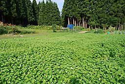 蕎麦の小さい花がいっぱい咲き出しました