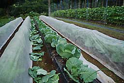 キャベツの下葉除去