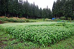 蕎麦の倒伏