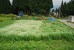 倒れた蕎麦も復活、満開の蕎麦の花