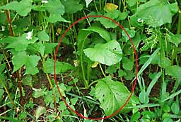 蕎麦の種に混ぜて植えた野沢菜