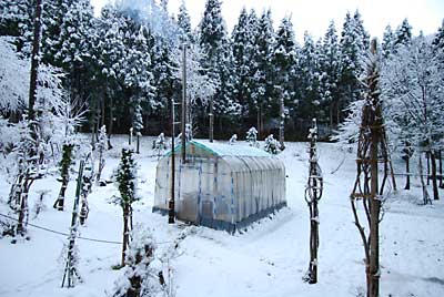 昨夜からの雪で真っ白になりました。