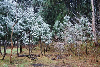 家のまわりの杉の雪化粧がきれいです。