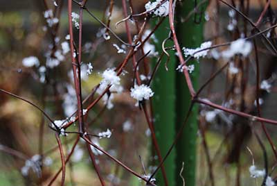 庭木にも雪の結晶が着いていました。