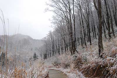 ブナ林の雪化粧がきれいでした。