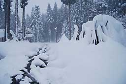 大晦日から大雪になってしまいました