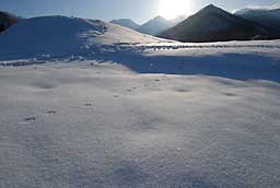 雪の結晶が、朝日に輝いて、ダイヤモンドのようです