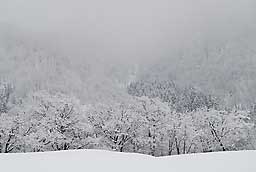 雪桜のようにきれいでした