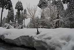 朝目覚めると雪になっていました