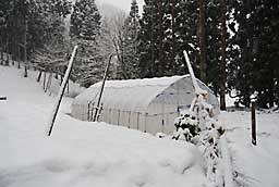 パイプハウスの屋根にも雪が少し積もりました