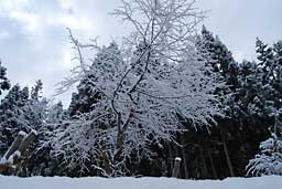 雪桜が満開