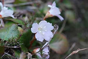 池のまわりのイワカガミの花が可憐です