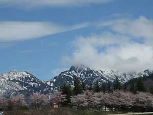 湯沢の桜満開