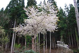 ようやく、庭の桜が満開になりました