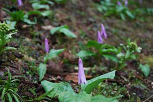 家の裏の片栗の花もようやく咲き出しました