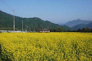 満開の菜の花