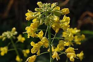 朝露にぬれた菜の花