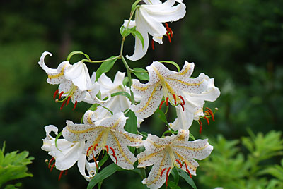 庭の山ユリの花が満開です。