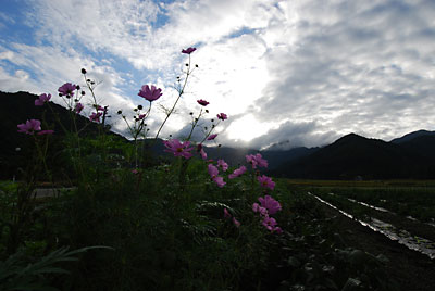 今日は、湯沢町で秋桜ハーフマラソンが開催されます。