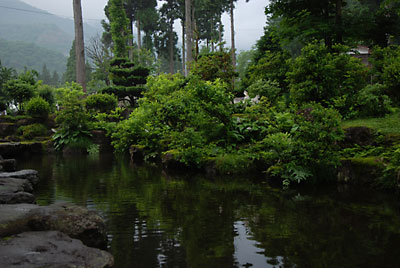 池のまわりの緑が深くなってきました。