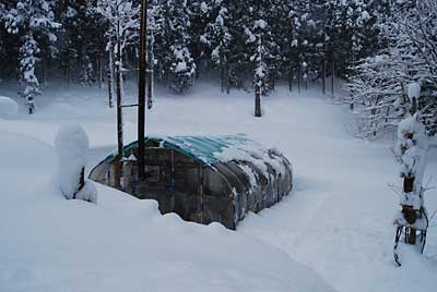 ハウスもかなり雪に埋まってしまいました。