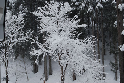 庭の雪桜がきれいです。