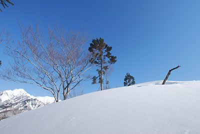 白い雪と青空のコントラスト、最高です！