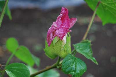 ワタの花がついに咲き始めてきました。