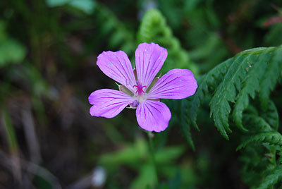 花その２