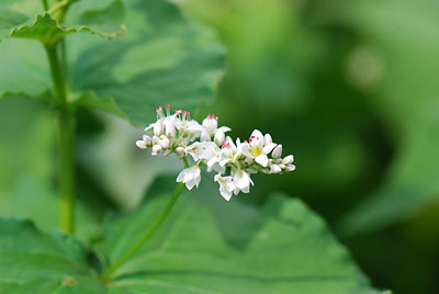 秋ソバの花です。