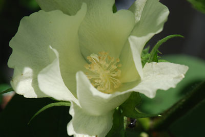 白いワタの花がきれいです！！