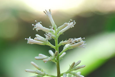 モミジガサの花です。